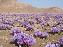 بررسی سازگاری گیاه زعفران در شرایط آب وهوایی شهرکرد به منظور جایگزینی درالگوی کشت منطقه در راستای کاهش مصرف آب.