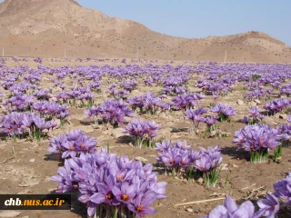 بررسی سازگاری گیاه زعفران در شرایط آب وهوایی شهرکرد به منظور جایگزینی درالگوی کشت منطقه در راستای کاهش مصرف آب.