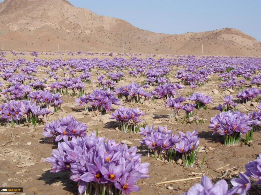 بررسی سازگاری گیاه زعفران در شرایط آب وهوایی شهرکرد به منظور جایگزینی درالگوی کشت منطقه در راستای کاهش مصرف آب. 2